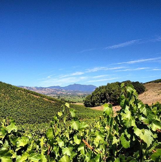 The view of Mt. St. Helena from Bucher Vineyard (credit: Thralls)