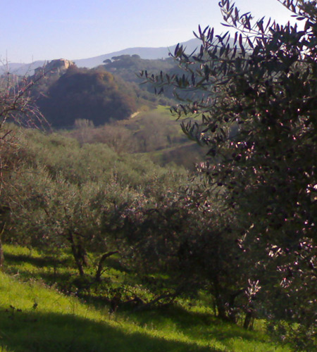 Olive Oil From a Family Grove