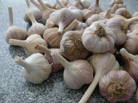 Garlic-sm