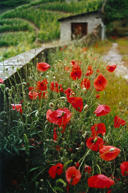 Poppies-slope-mt