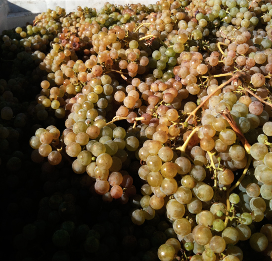 Albariño - Bonny Doon Vineyard