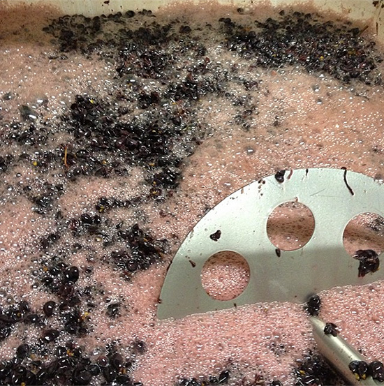 Roma's Vineyard Pinot Noir underway (credit: Thralls)