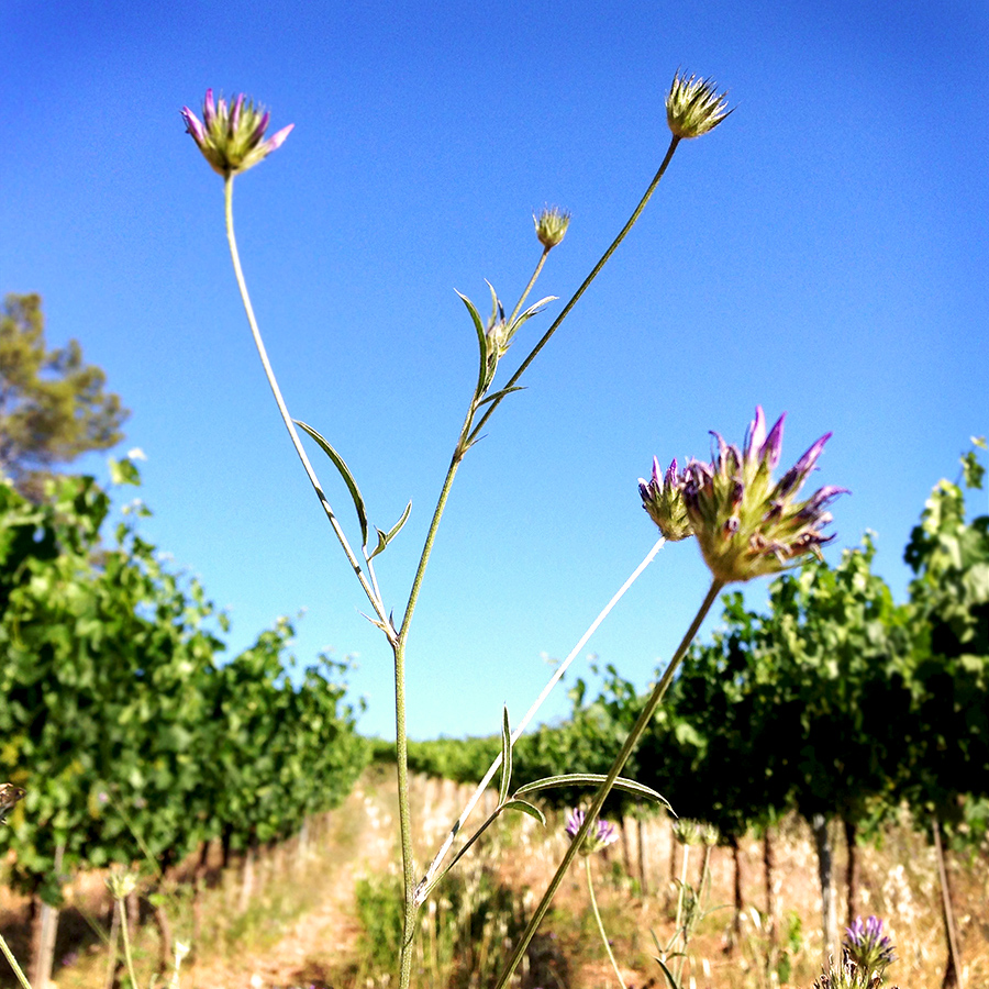 Vineyard biodiversity