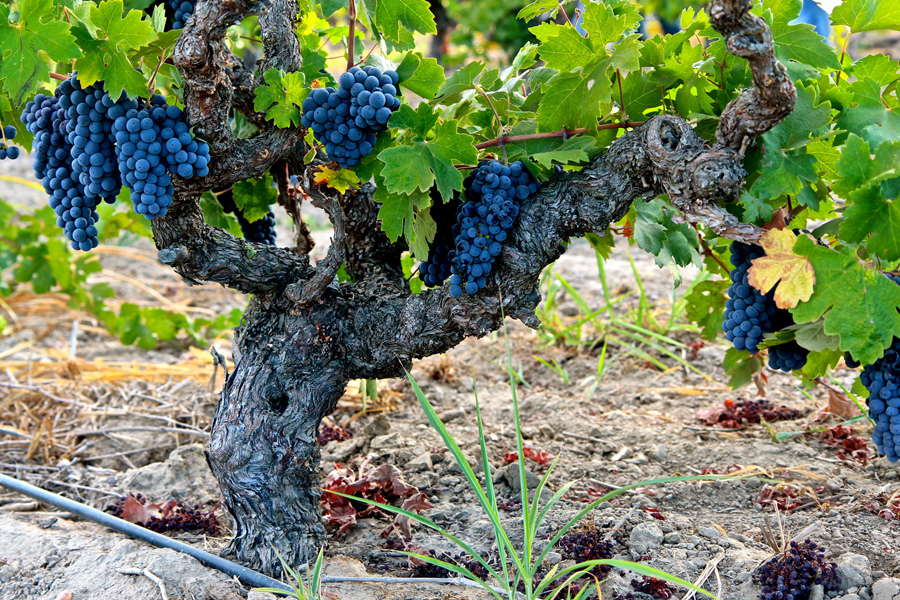 Stampede Vineyard (photo credit: Randy Caparoso)