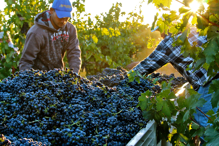 TruLux Vineyard (photo credit: Randy Caparoso)