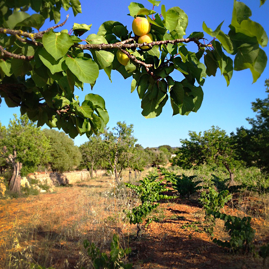 Fruit trees in the vineyard