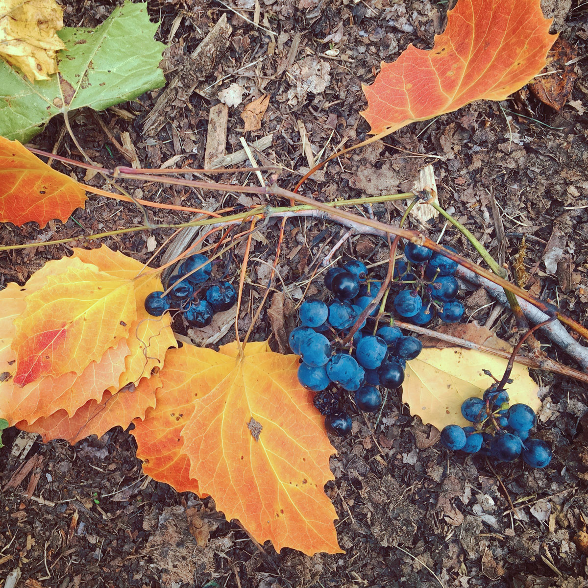 Vitis riparia—the riverbank grape, not used for wine—and aspen leaves in my autumn yard