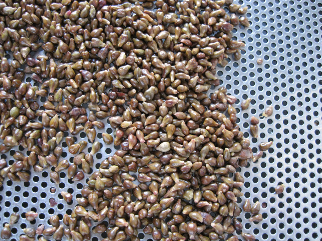 Grape seeds collected for thte Popelouchum experiment in November, 2010