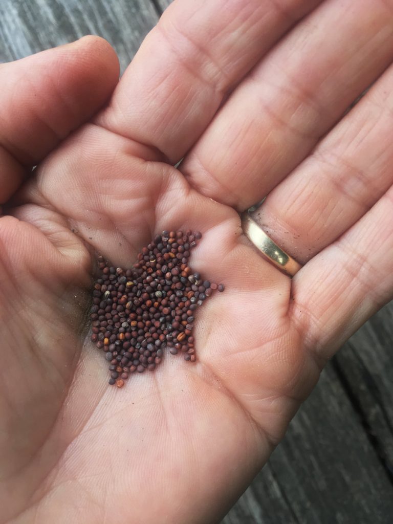 Tiny turnip seeds in the author's hand