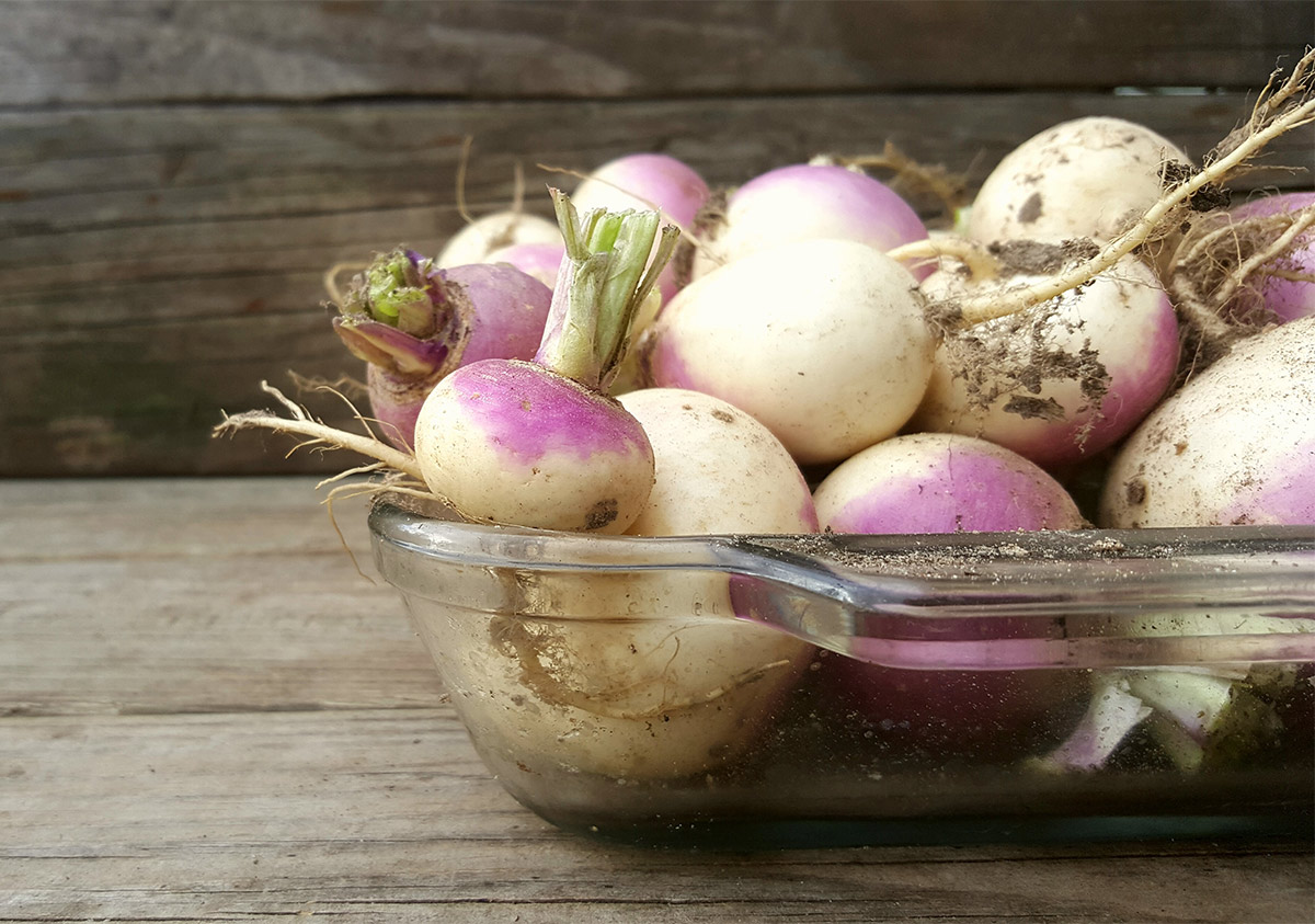 Italian purple-top turnips