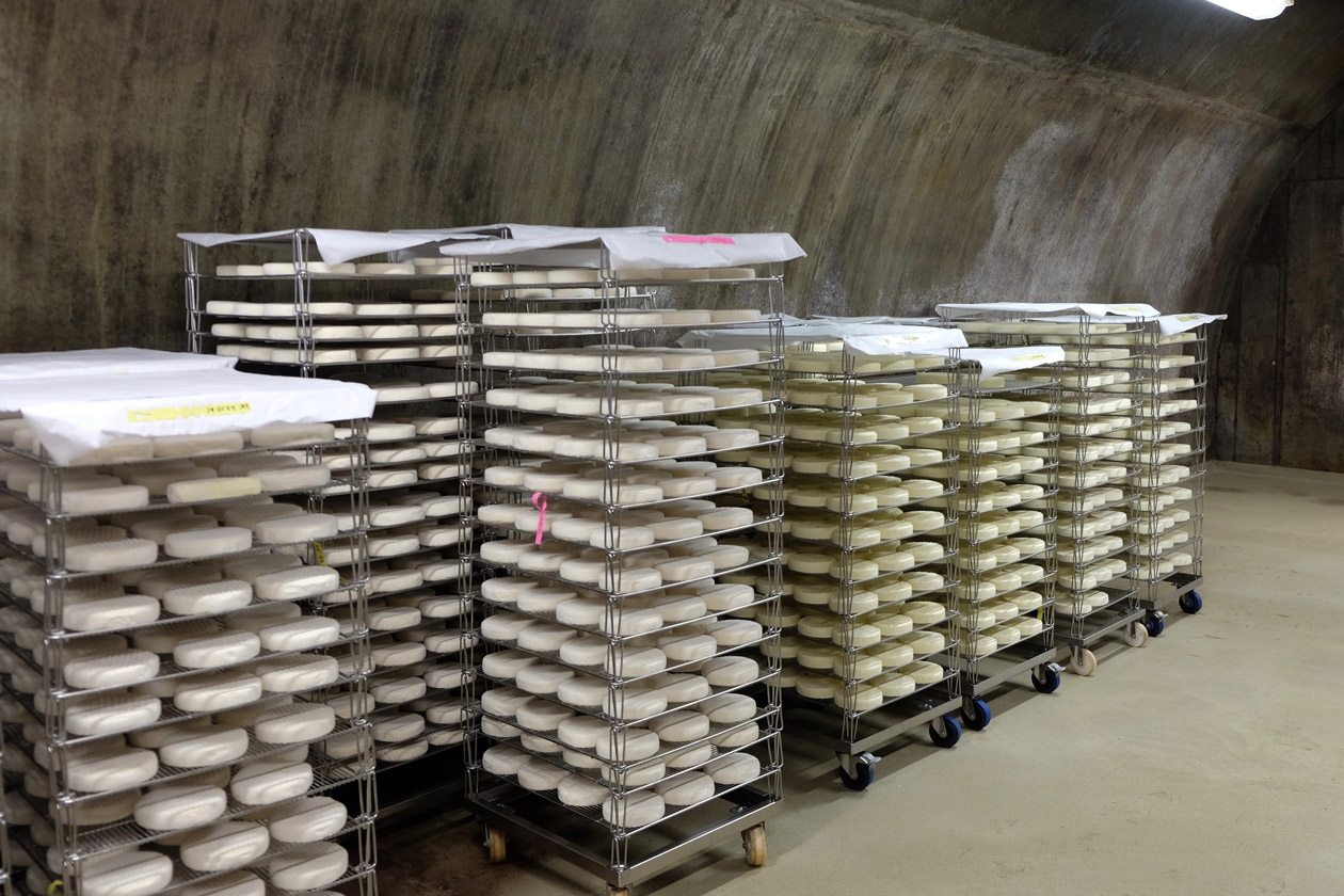 Young bloomy cheeses aging in Cellars at Jasper Hill