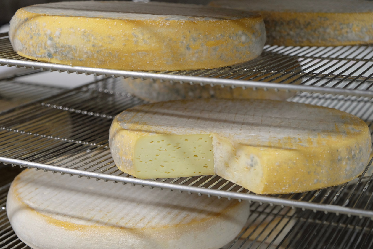 Washed-rind cheese aging at Cellars at Jasper Hill