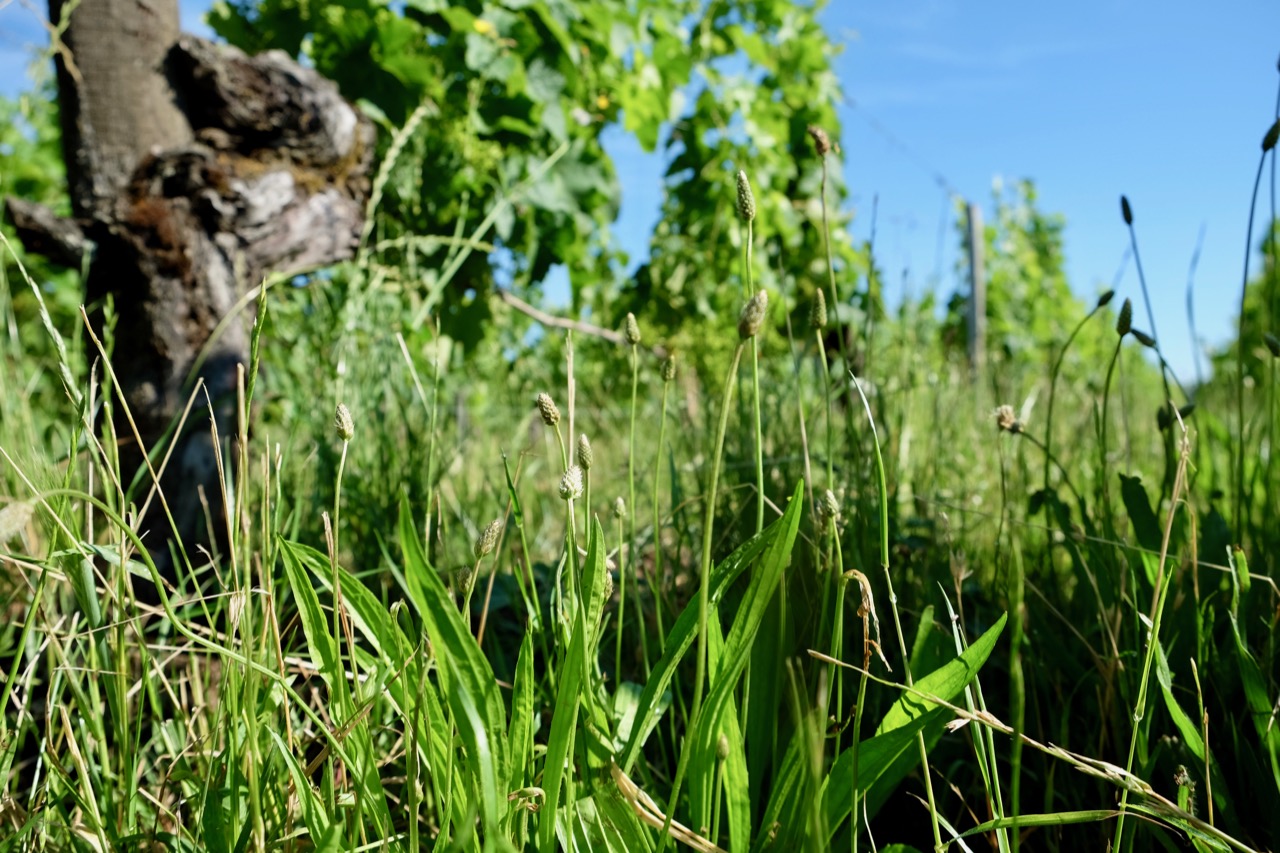 Organic vineyard in St. Émilion 