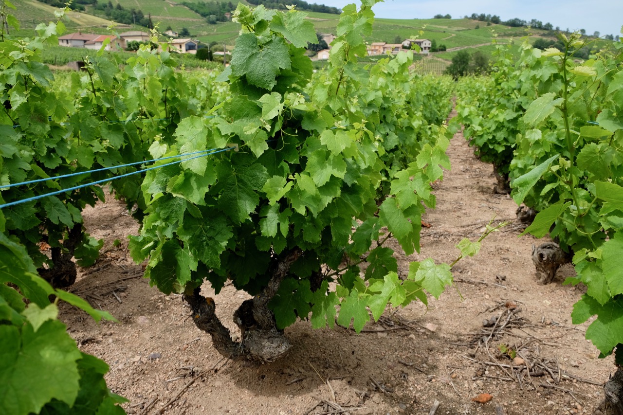 Gamay vines at Château de Poncié