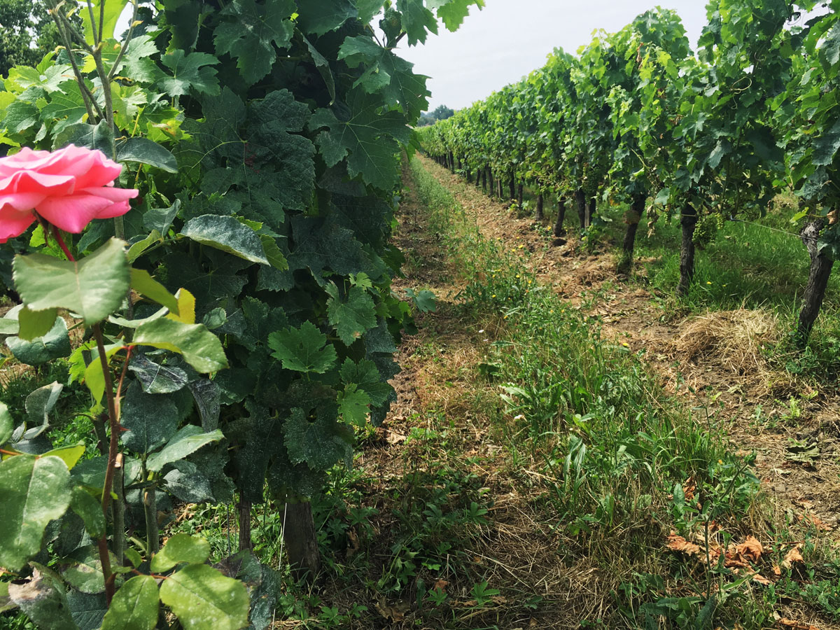 The vineyard at Rolland la Garde