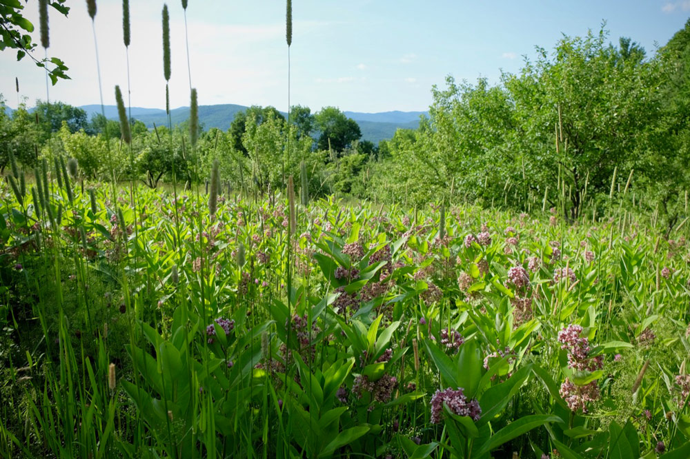 The orchard understory lush with wild herbs, grasses, and flowers