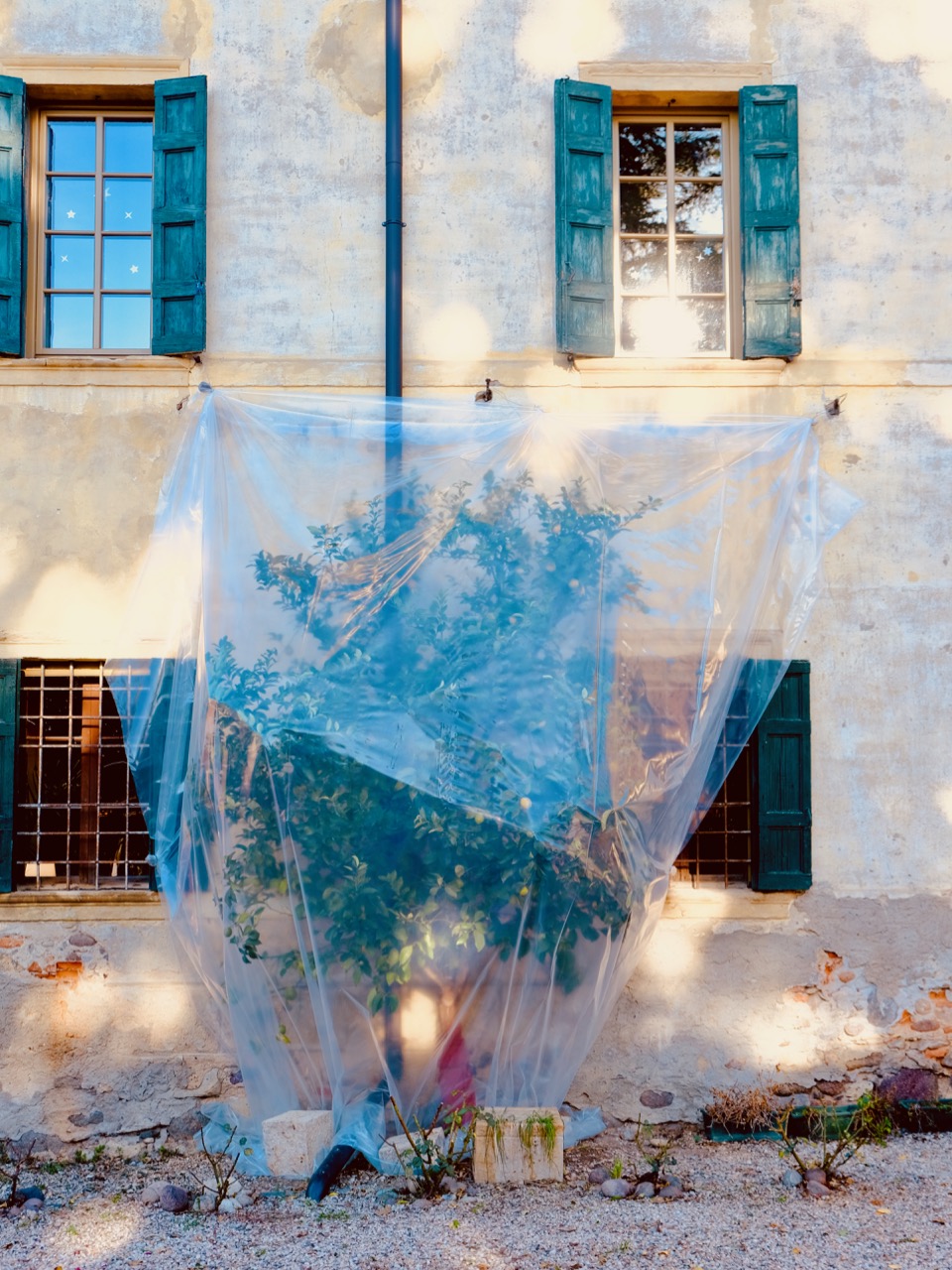 Lemon tree in Bardolino wrapped for the winter