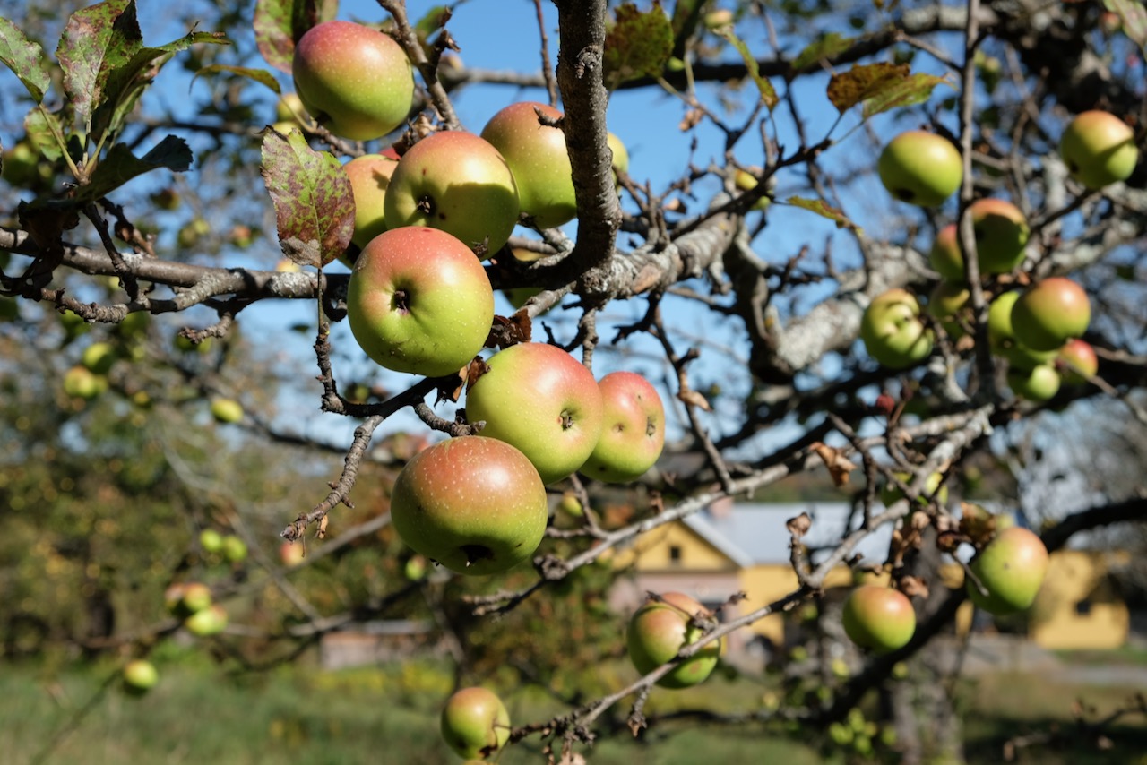 Ancient apple trees at Fable Farm