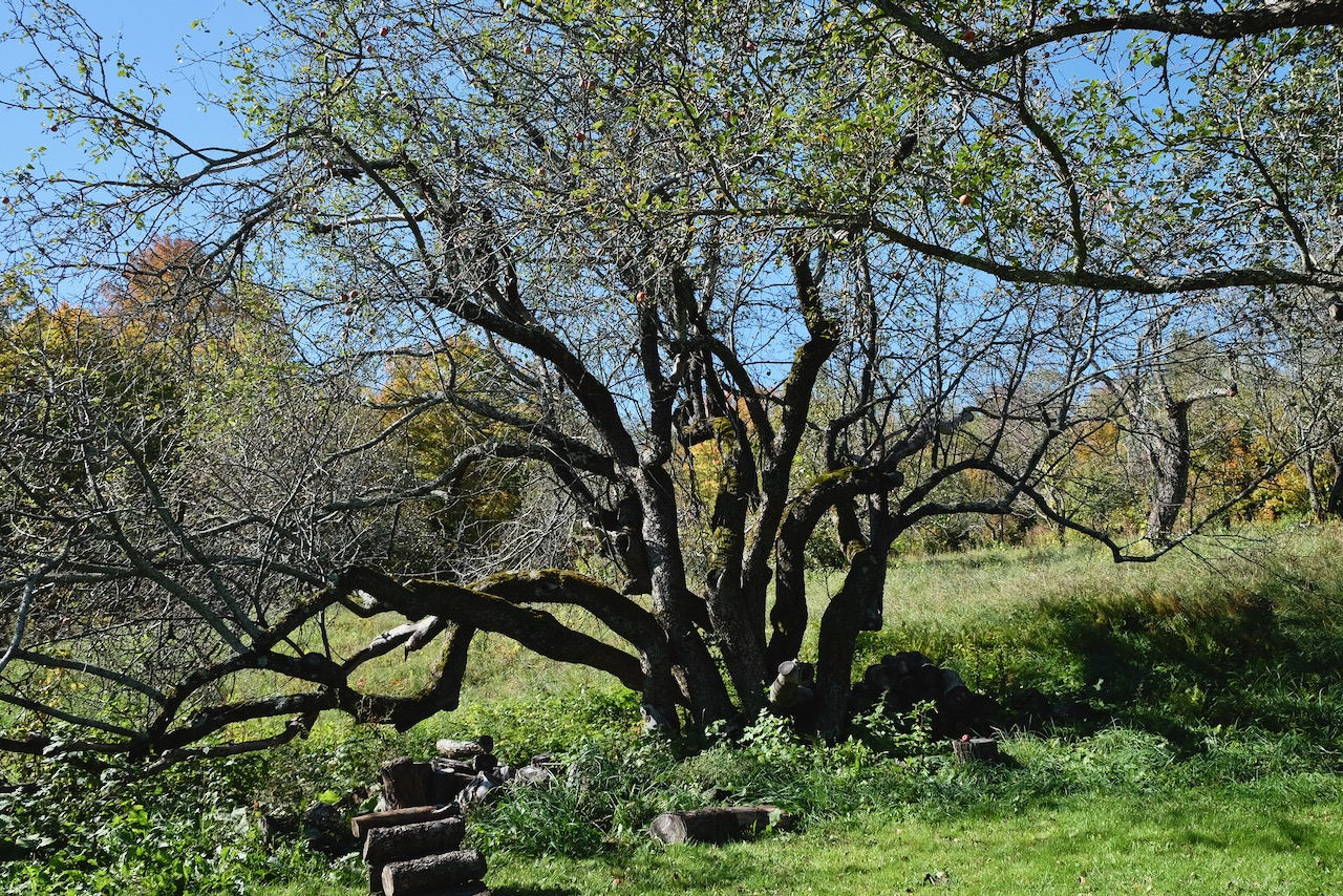 Ancient apple trees at Fable Farm