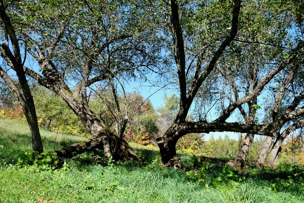 Ancient apple trees at Fable Farm