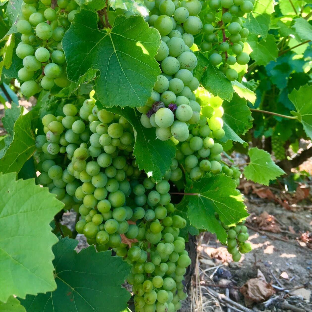 Gamay grapes in a Juliénas vineyard