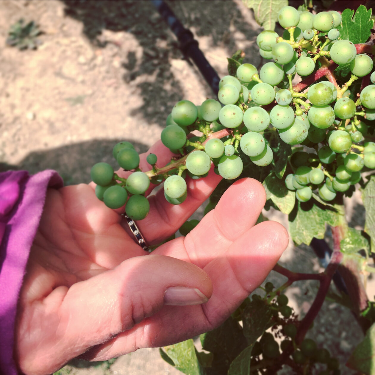 Fruit set in the Kronos Vineyard