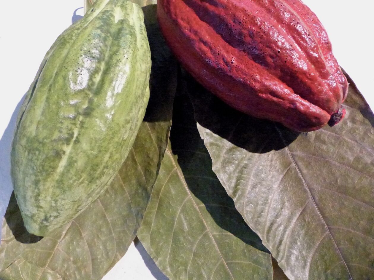 Cacao pods on display at Valrhona’s Cité du Chocolat in Tain-l'Hermitage, France