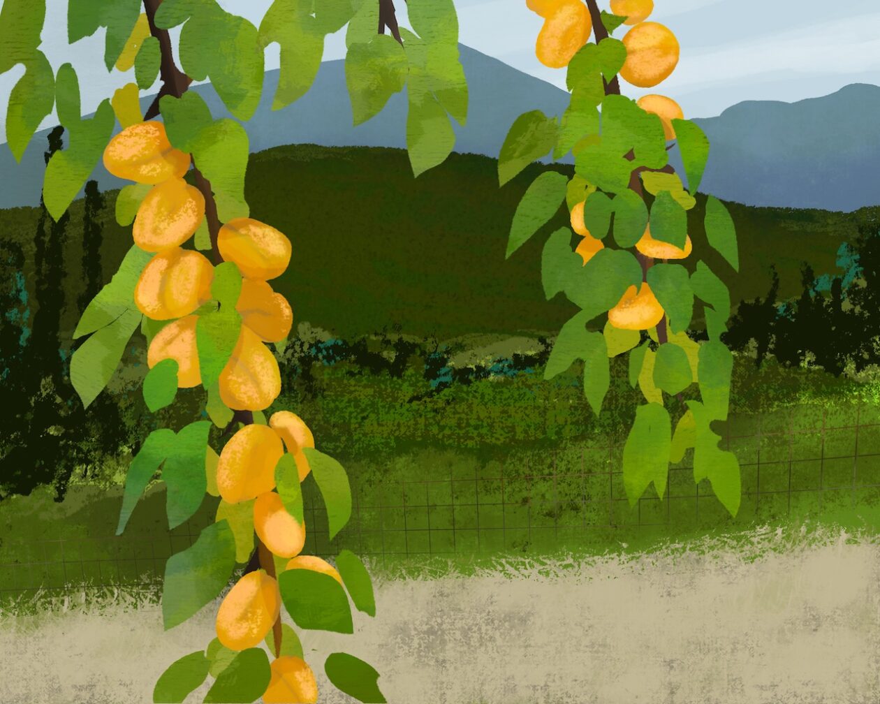 Ripe apricots in Oslavia, Friuli, in June