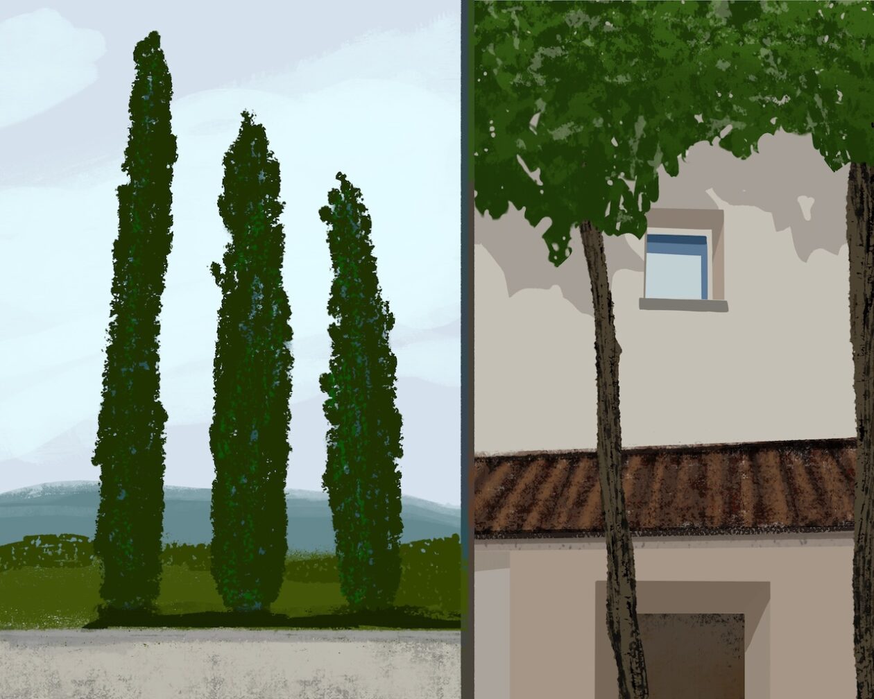 Three cypress trees visible from a window in the Gravner household in Oslavia