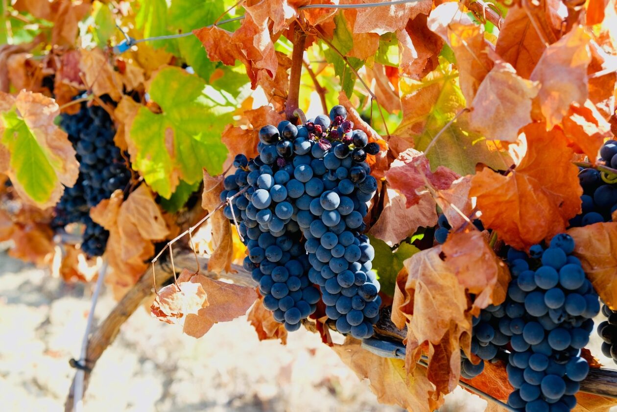 Ripe red grapes in the Duoro hanging on the vine. The leaves have turned brown because it is right before harvest.