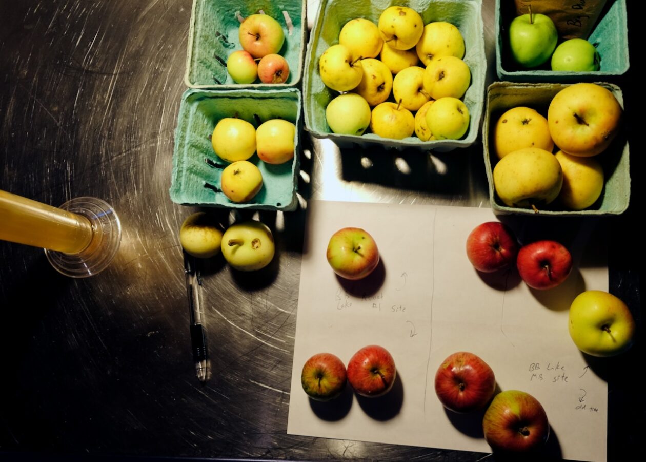 Wild seedling and un-sprayed orchard apples on the workbench of Teddy Weber of Tin Hat Cider in Roxbury, Vt.