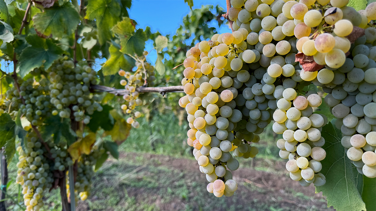 Closeup photograph of Carricante grapes hanging on the. They are large clusters and the grapes are gold in color.