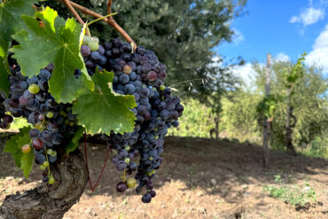 Nerello Mascalese and olive trees