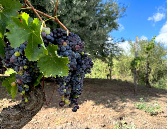 Nerello Mascalese and olive trees