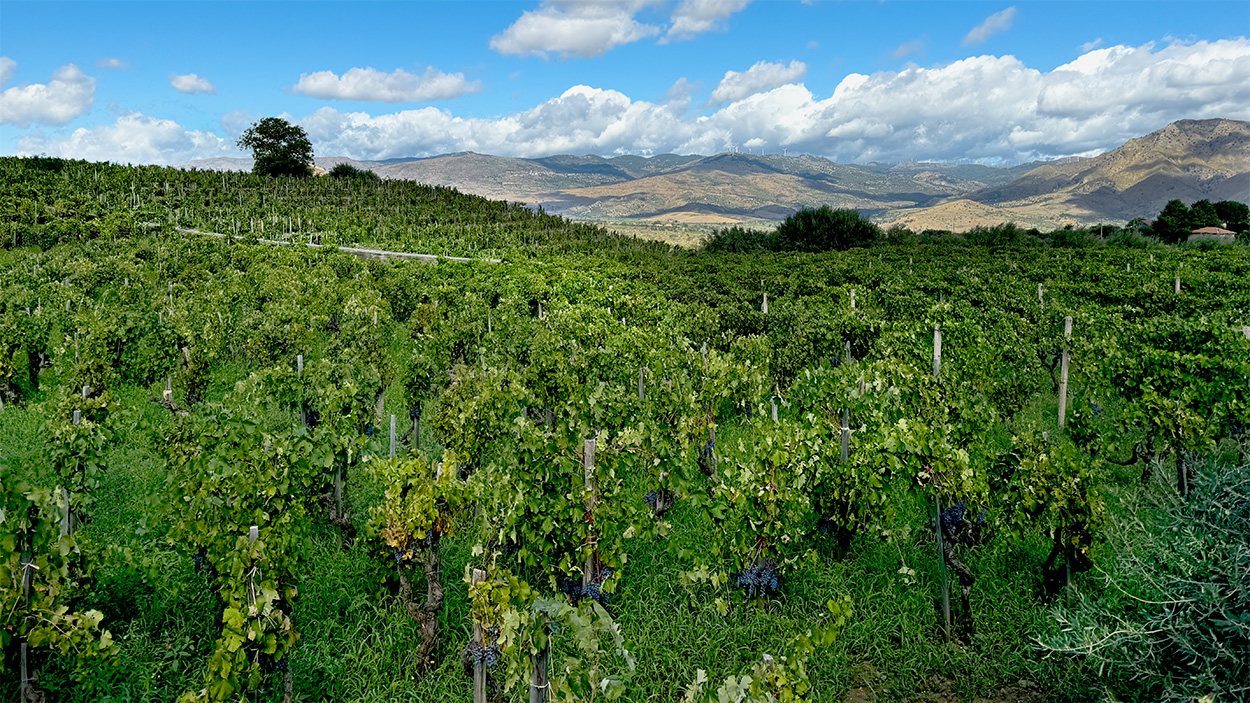 Landscape view of a vineyard, with each grapevine tied to a single stake. In the background are rolling arid hills and blue sky with puffy white clouds