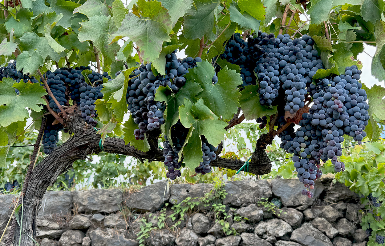 Closeup view of many dark blue-purple Nerello Mascalese grapes hanging on a vine. There is a black lava rock stone wall in the background.