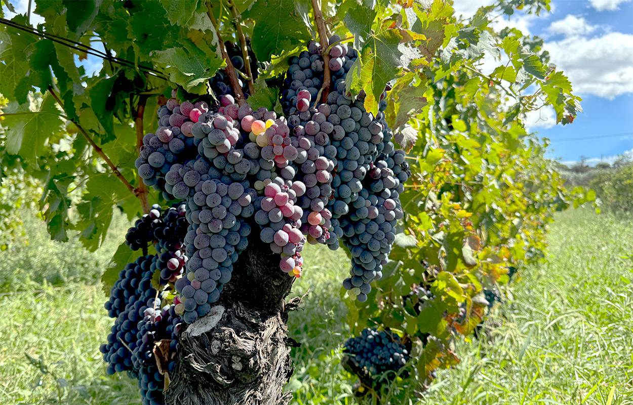 Closeup of a Nerello Mascalese vine loaded with dark purple grape clusters