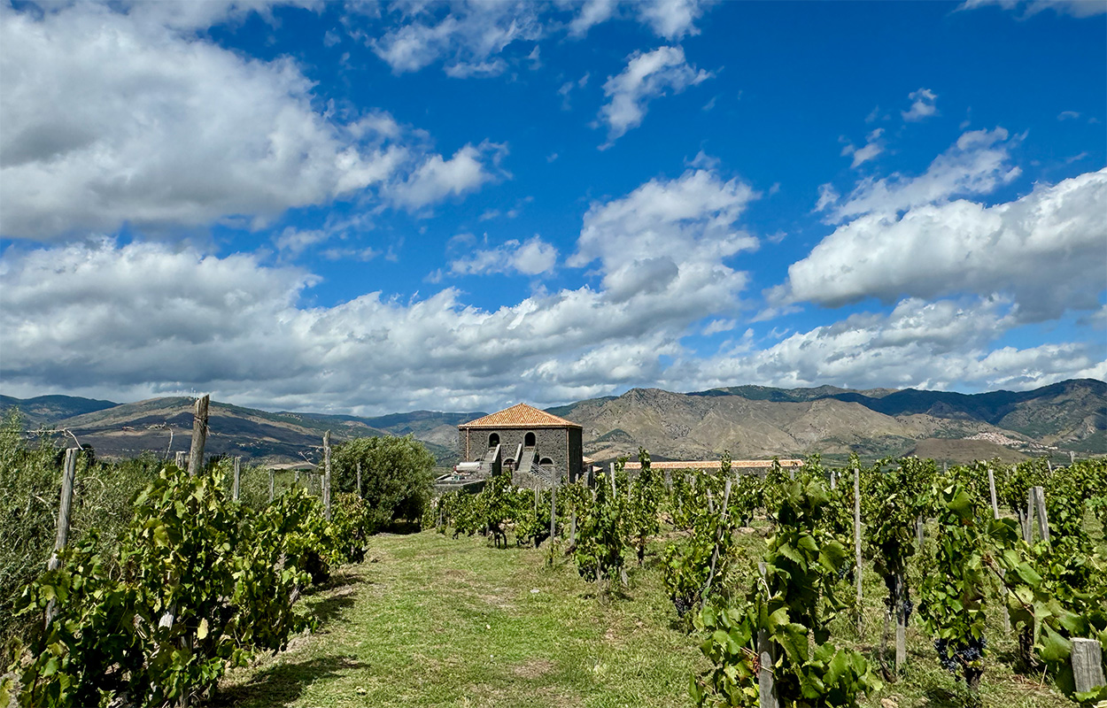 Landscape view showing grapevines tied to stakes in the foreground. In the middle distance is an old stone building with a terracotta roof. In the deep distance are arid hills and blue sky with puffy white clouds.